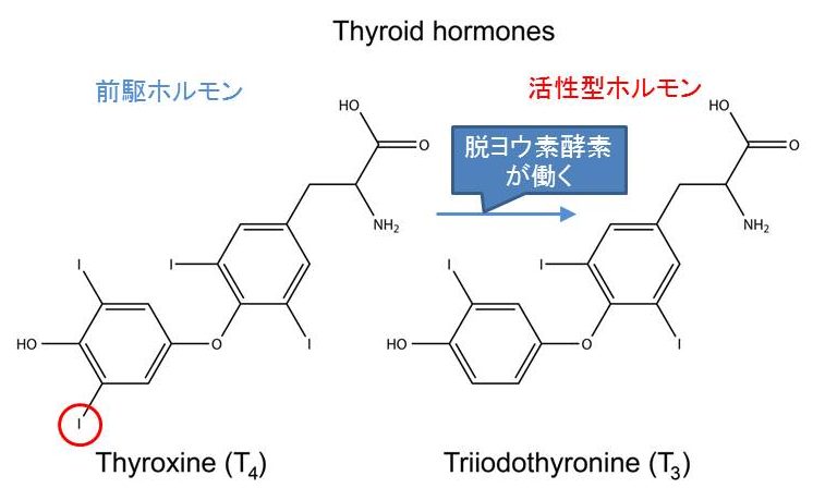 ソース画像を表示