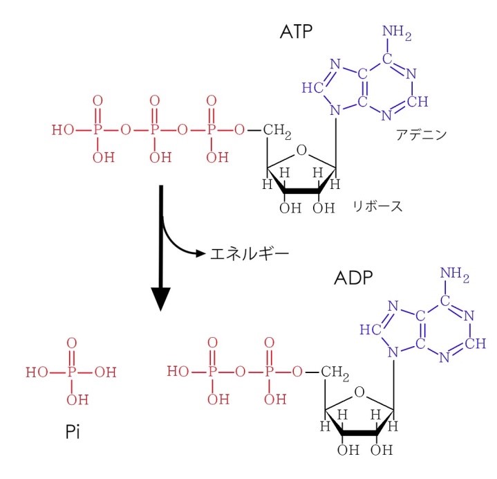 リン ｐ パワーの源 リン酸結合