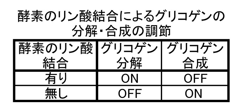リン~P 代謝系のスイッチ:酵素(たんぱく質)のリン酸結合