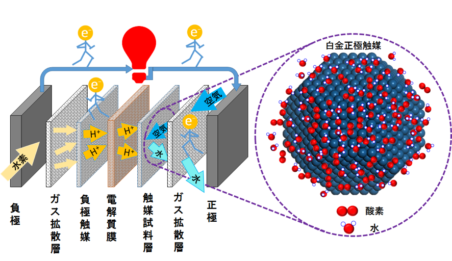 燃料電池の中での燃料などの物質移動の様子